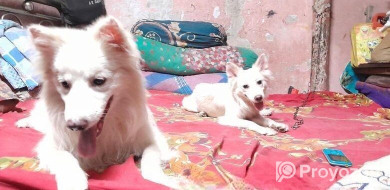 দুইটি জার্মানি কুকুর ফিমেল প্লাস মেল