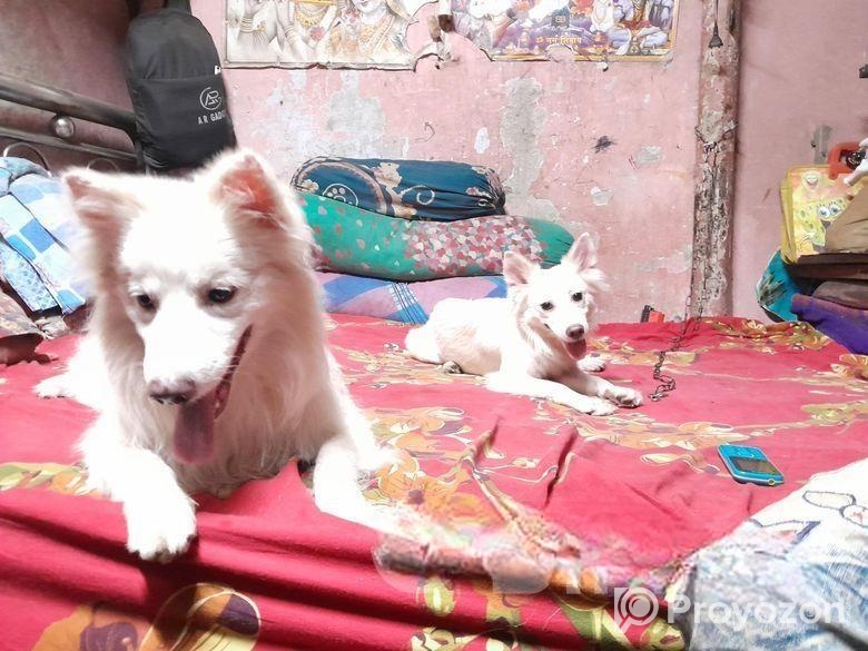 দুইটি জার্মানি কুকুর ফিমেল প্লাস মেল