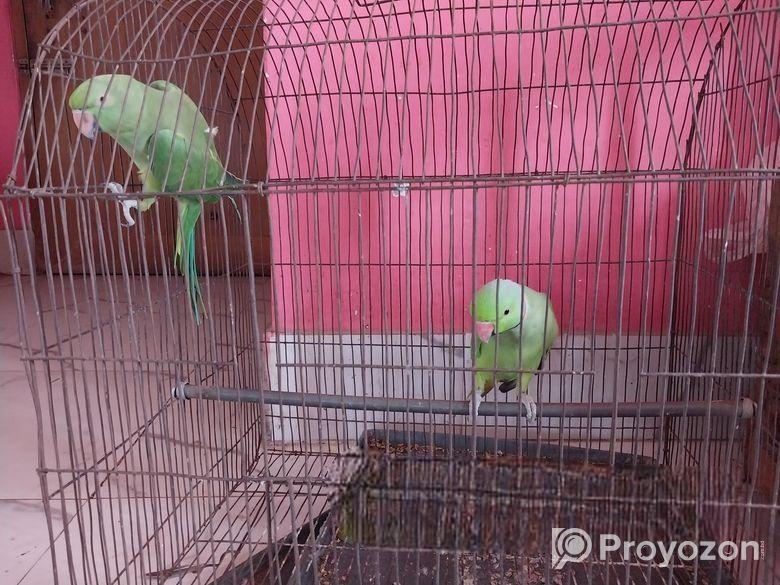 ইন্ডিয়ান রিংনেক টিয়া