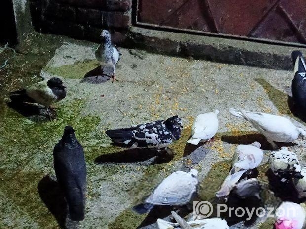 কবুতর/kobotor