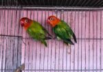 New adal Love bird
