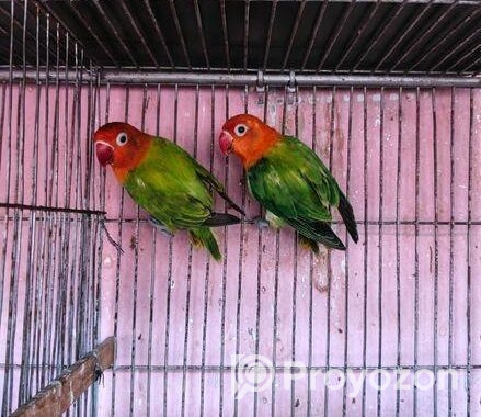 New adal Love bird