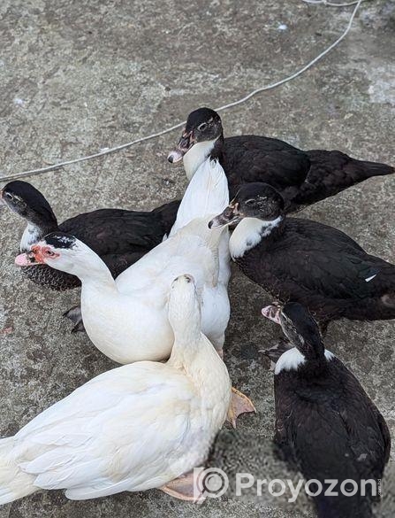 হাঁস বিক্রি হবে।