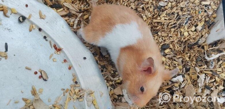 Hamster/ হ্যামস্টার