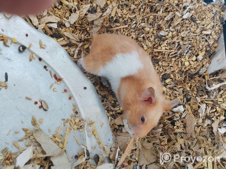 Hamster/ হ্যামস্টার