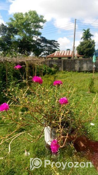 TIME FLOWER/পর্তুলিকা ফুল গাছ