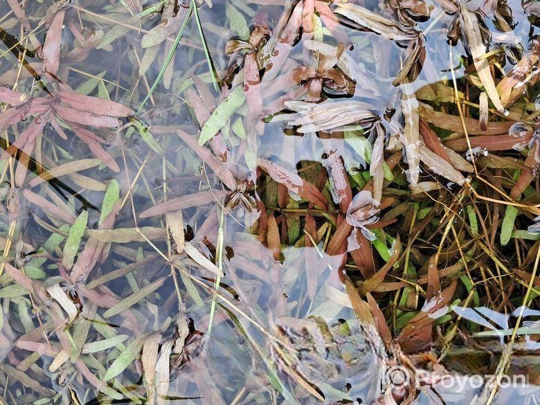 কিছু প্লান্ট আছে