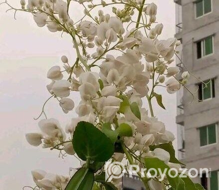গাছের চারা