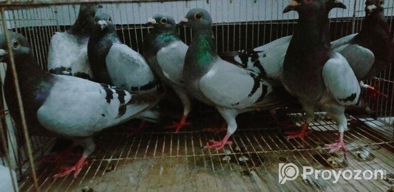 Kobutor bikri