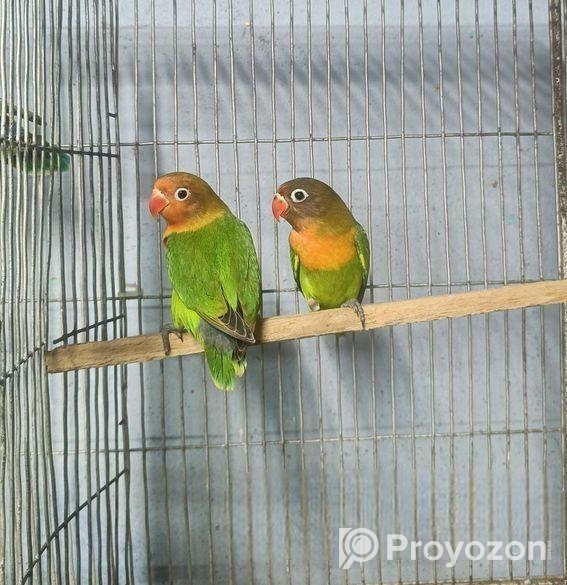 গ্রিন ফিসার