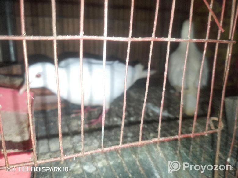 সাদা একজোড়া ঘুঘু পাখি