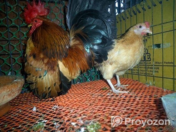 সেরেমা মুরগী বিক্রি হবে