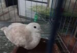 Bird sell