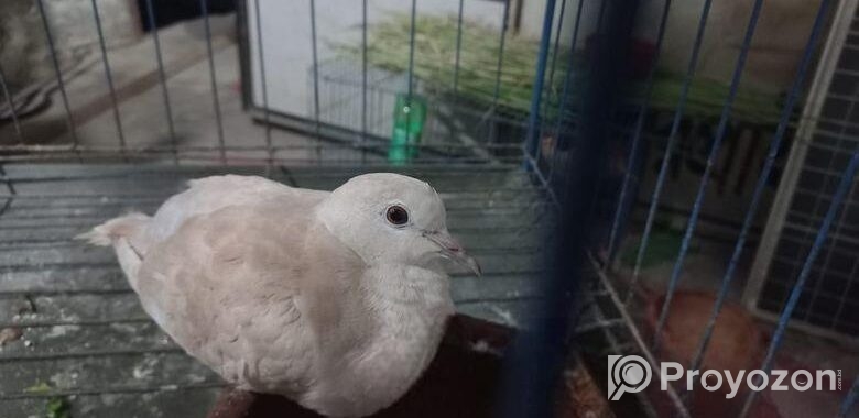 Bird sell