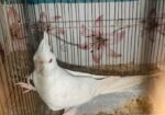 Alvino Red Eye Female