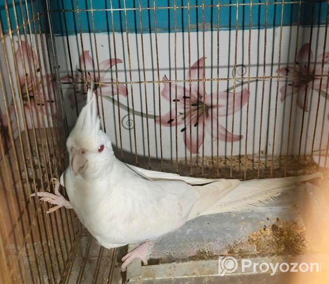 Alvino Red Eye Female