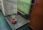 Bird Cage SelL