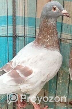 মিলি নর কবুতর