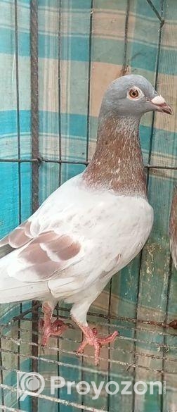 মিলি নর কবুতর