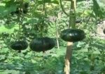 জাপানি হাজারী পামকিন মিষ্টি কুমড়ার বীজ