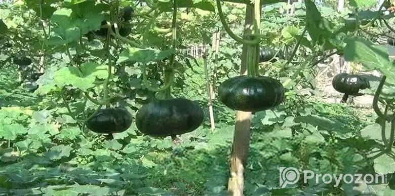 জাপানি হাজারী পামকিন মিষ্টি কুমড়ার বীজ