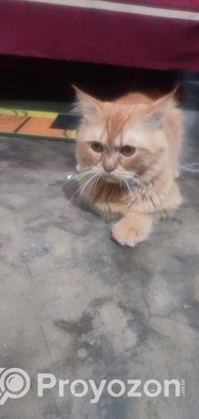 পিওর পার্শিয়ান ক্যাট