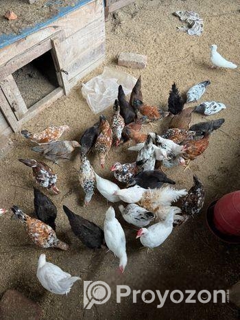 মুরগি বিক্রি হবে