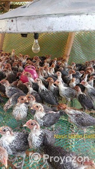 ফাওমি মুরগি