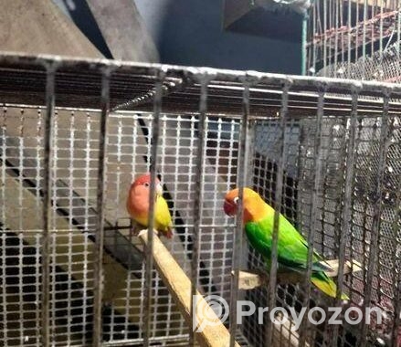 লাভ বার্ড পাখি সেল করা হবে