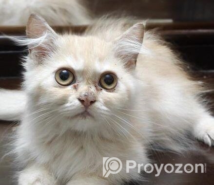 Persian Cat