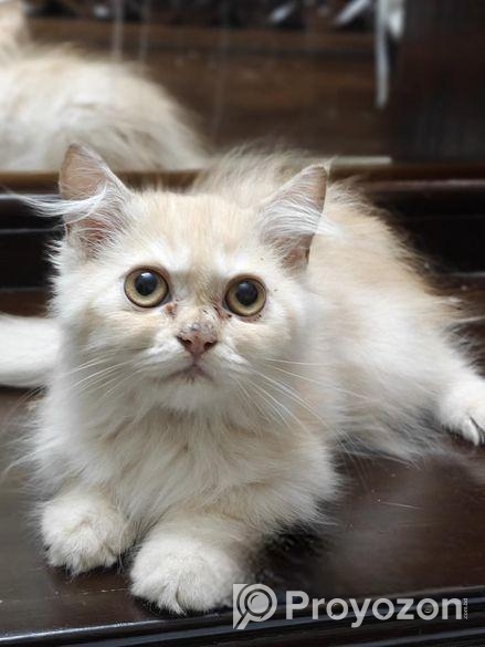 Persian Cat