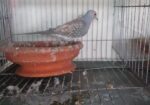 Diamond dove male