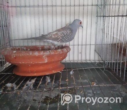 Diamond dove male