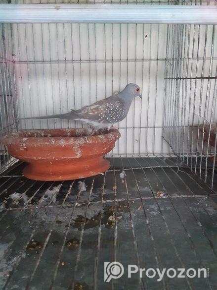 Diamond dove male