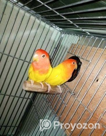 লাভবার্ড