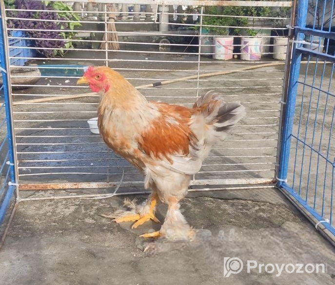 ব্রাহমা মোরগ