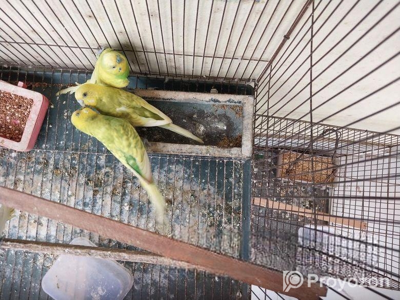 বাজরিগার পাখি