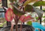 Aglaonema plant