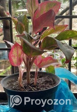 Aglaonema plant