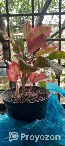 Aglaonema plant