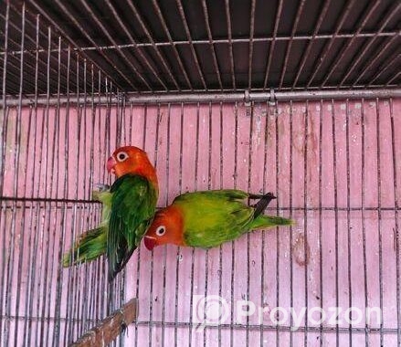 New adal Love bird
