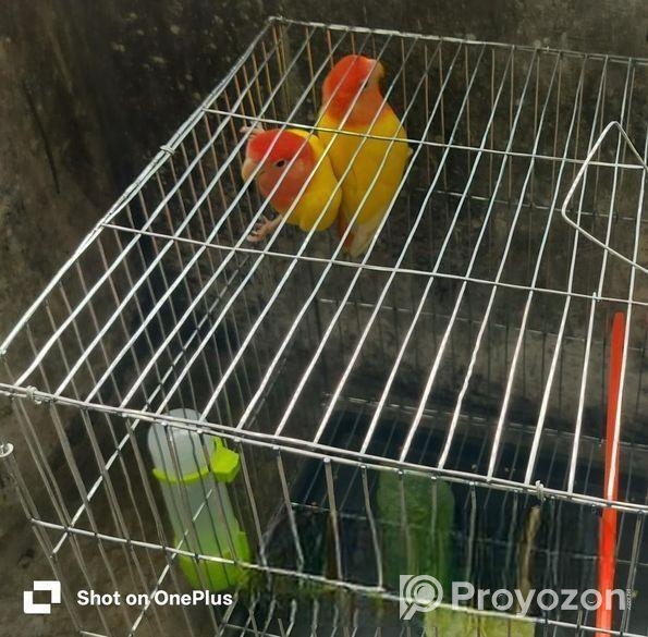 লাভ বার্ড পাখি