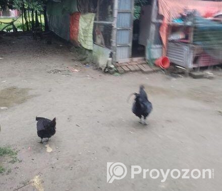 কাদাকনাথ মুরগি