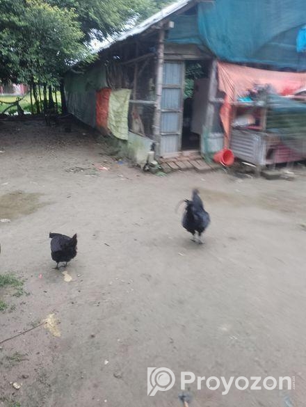 কাদাকনাথ মুরগি