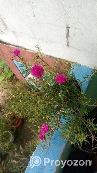 TIME FLOWER/পর্তুলিকা ফুল গাছ