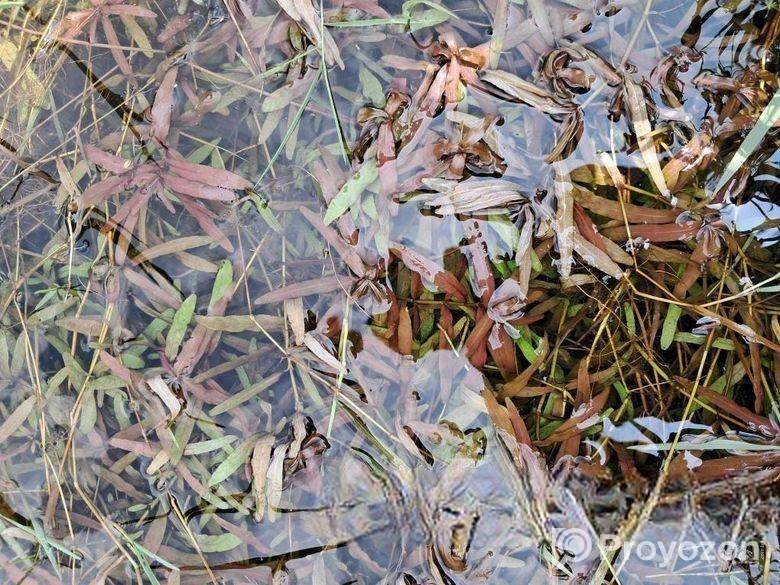 কিছু প্লান্ট আছে