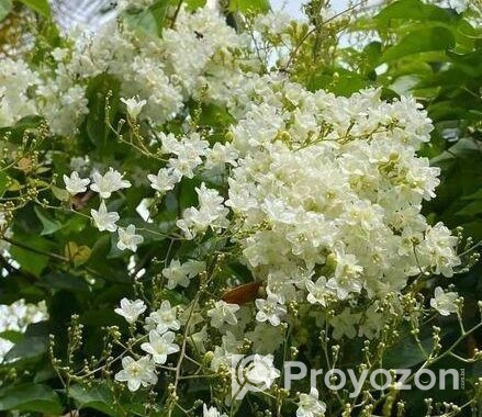 গাছের চারা