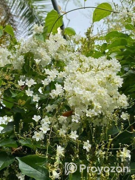 গাছের চারা