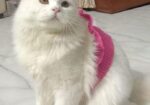 Hybrid triple cote Persian Cat