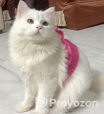 Hybrid triple cote Persian Cat